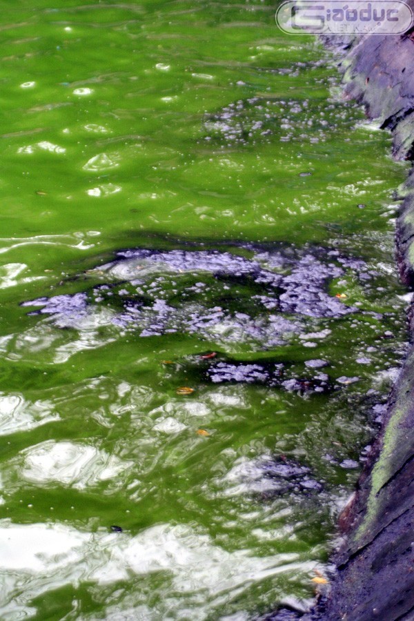 Nước Hồ Gươm cáu bẩn trước khi "cụ rùa" Hồ Gươm được đưa lên "bệnh viện" chữa trị đặc biệt ở Tháp Rùa